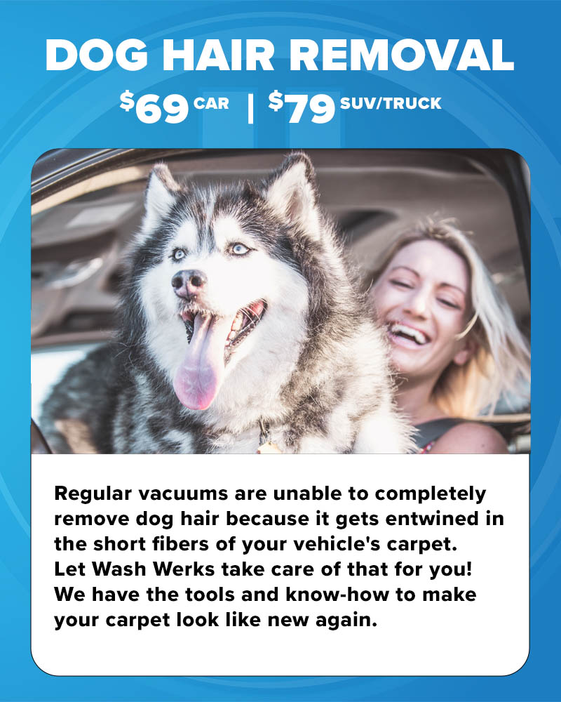 Dog Hair Removal at Wash Werks in Barrington